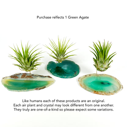 Green Agate Air Plant Holder/Stand (includes Air Plant and Merry Christmas Gift Box)