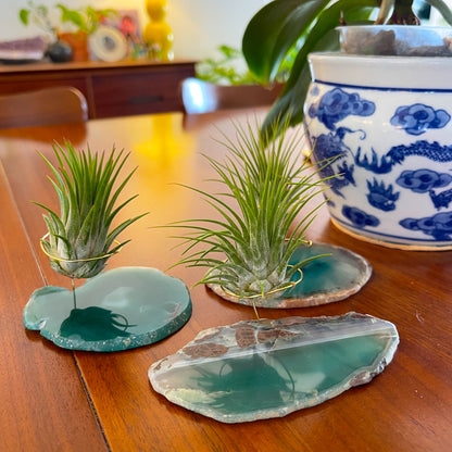 Green Agate Air Plant Holder/Stand (includes Air Plant and Merry Christmas Gift Box)