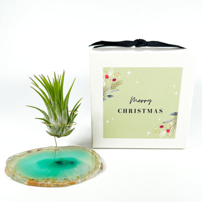 Green Agate Air Plant Holder/Stand (includes Air Plant and Merry Christmas Gift Box)