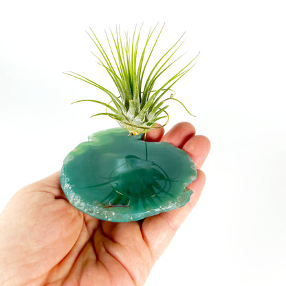 Green Agate Air Plant Holder/Stand (includes Air Plant and Merry Christmas Gift Box)