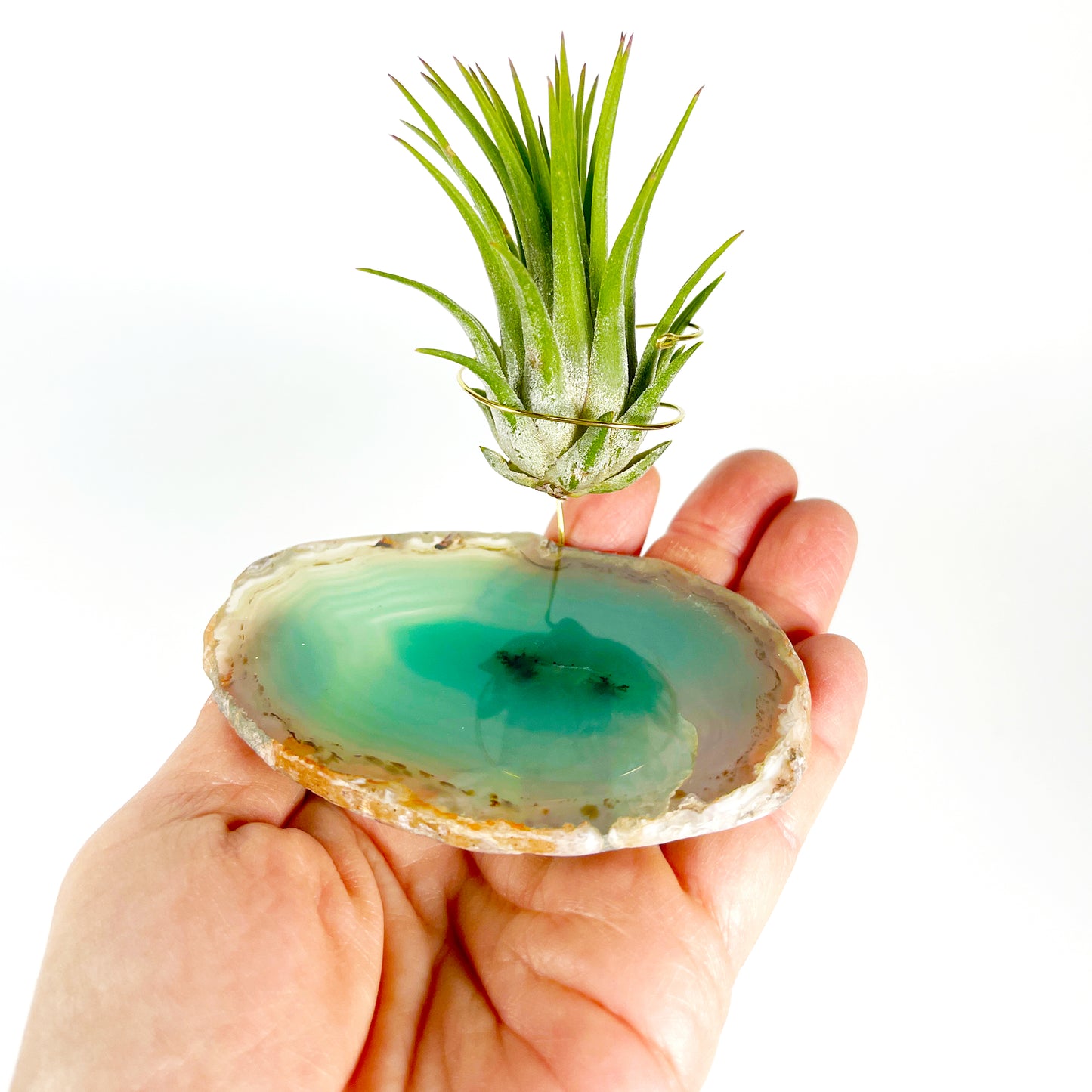 Green Agate Air Plant Holder/Stand (includes Air Plant and Merry Christmas Gift Box)