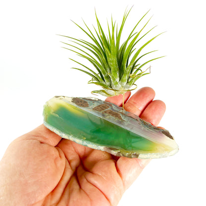 Green Agate Air Plant Holder/Stand (includes Air Plant and Merry Christmas Gift Box)