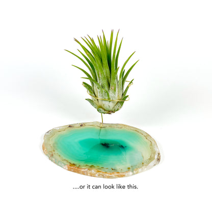 Green Agate Air Plant Holder/Stand (includes Air Plant and Merry Christmas Gift Box)