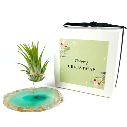 Green Agate Air Plant Holder/Stand (includes Air Plant and Merry Christmas Gift Box)