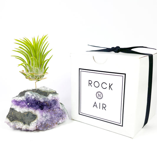 One-of-a-Kind Amethyst Air Plant Holder (comes with Air Plant and Gift Box)