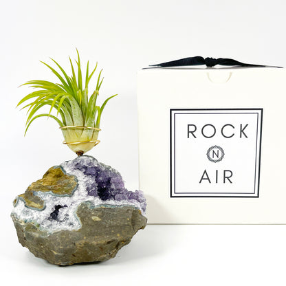 Rare Natural Amethyst Crystal with Cave like Design Air Plant Holder - Unique Crystal and Plant Center Piece