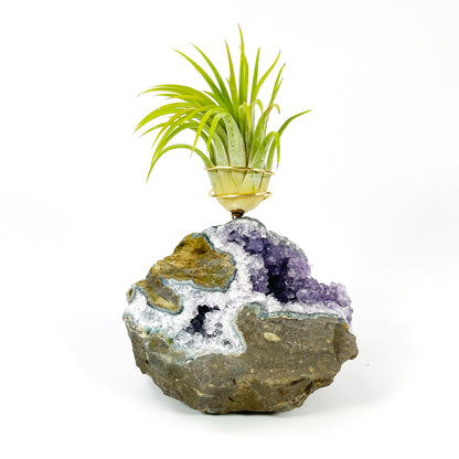 Rare Natural Amethyst Crystal with Cave like Design Air Plant Holder - Unique Crystal and Plant Center Piece