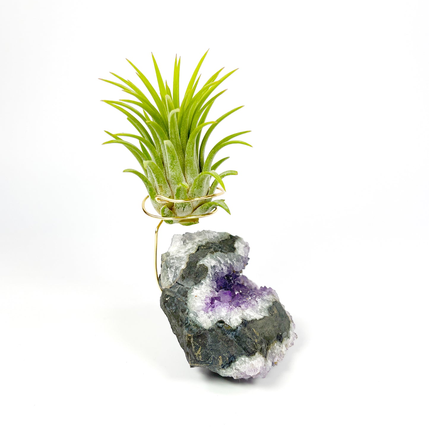 One-of-a-Kind Amethyst Air Plant Holder (comes with Air Plant and Gift Box)