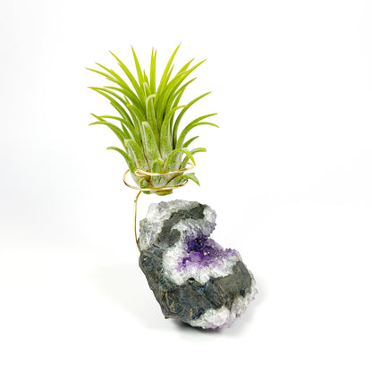 One-of-a-Kind Amethyst Air Plant Holder (comes with Air Plant and Gift Box)