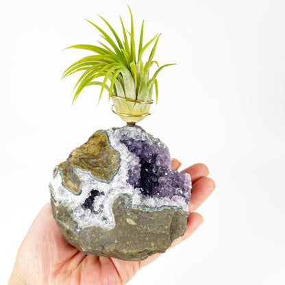Rare Natural Amethyst Crystal with Cave like Design Air Plant Holder - Unique Crystal and Plant Center Piece