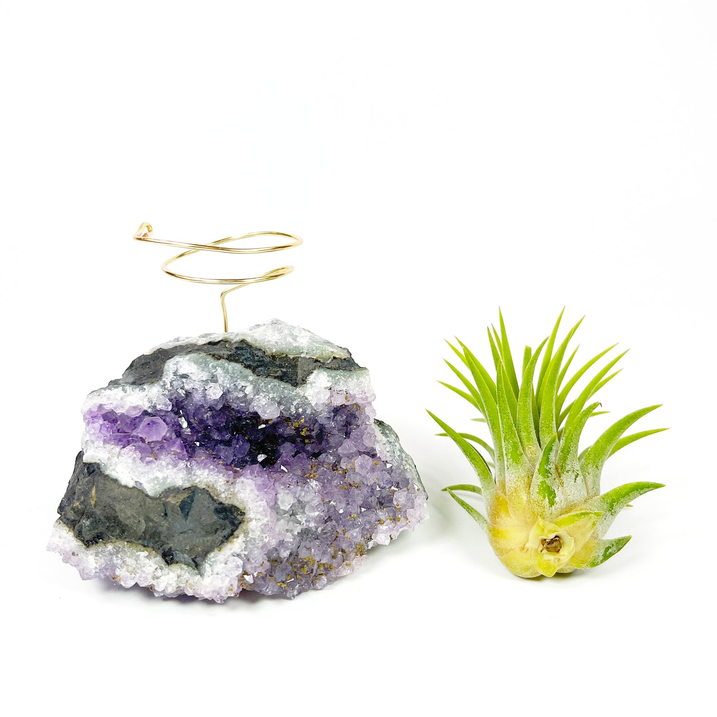 One-of-a-Kind Amethyst Air Plant Holder (comes with Air Plant and Gift Box)