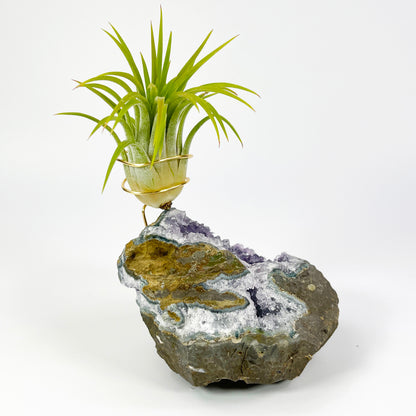 Rare Natural Amethyst Crystal with Cave like Design Air Plant Holder - Unique Crystal and Plant Center Piece