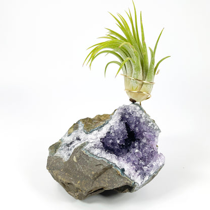 Rare Natural Amethyst Crystal with Cave like Design Air Plant Holder - Unique Crystal and Plant Center Piece