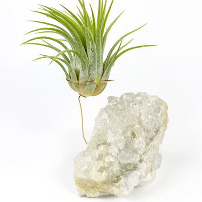 One-of-a-Kind Clear Quartz Crystal Air Plant Holder