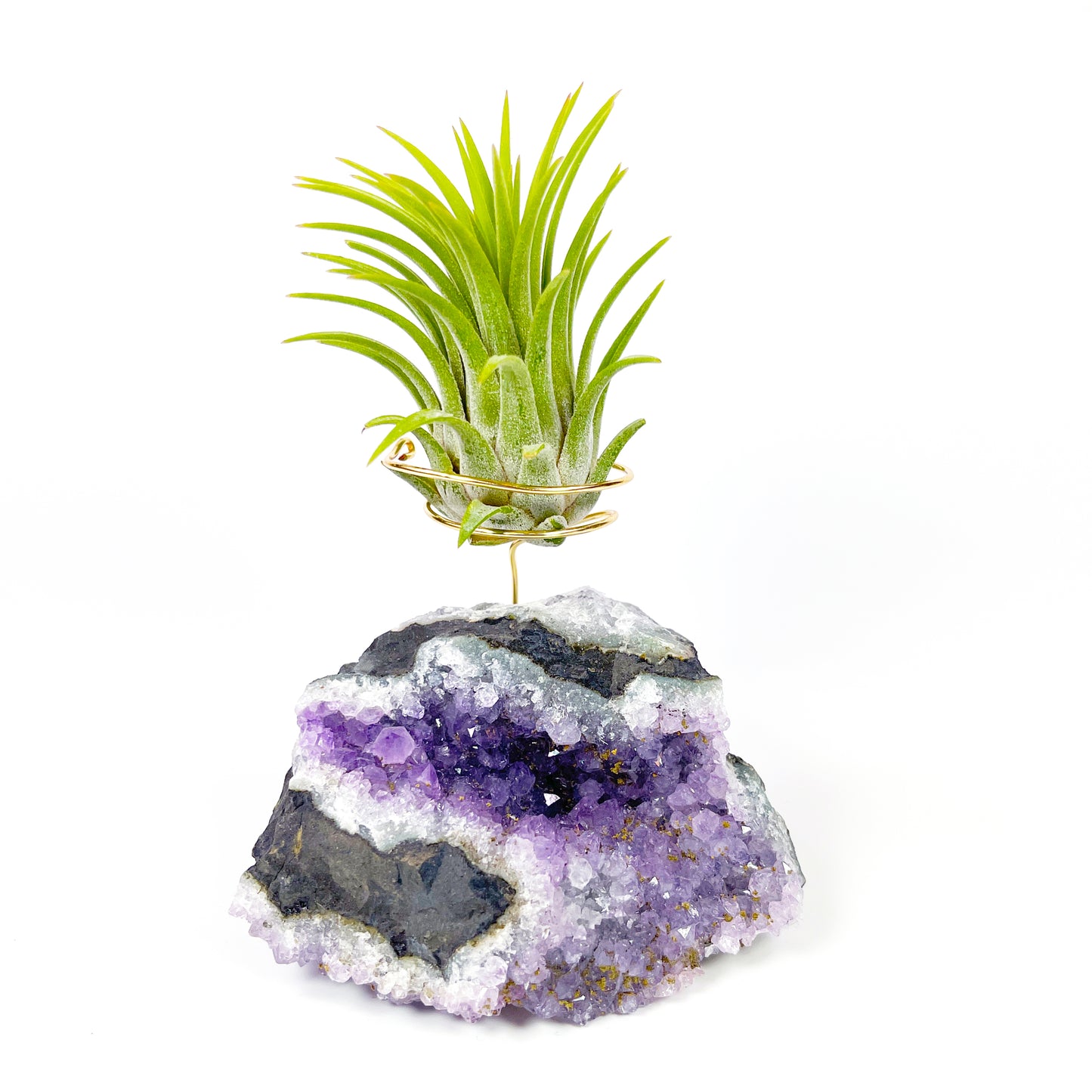 One-of-a-Kind Amethyst Air Plant Holder (comes with Air Plant and Gift Box)