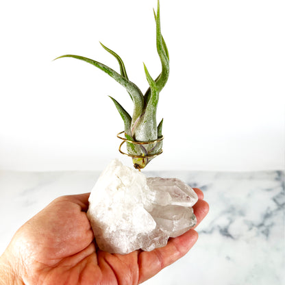 One-of-a-Kind Clear Quartz Crystal with Multiple Points Air Plant Holder