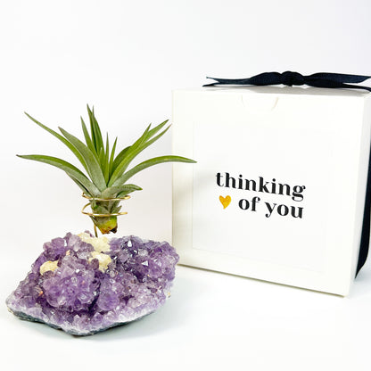 One-of-a-Kind Amethyst Crystal with Unique Calcites Air Plant Holder - Plant and Crystal Lover Gift