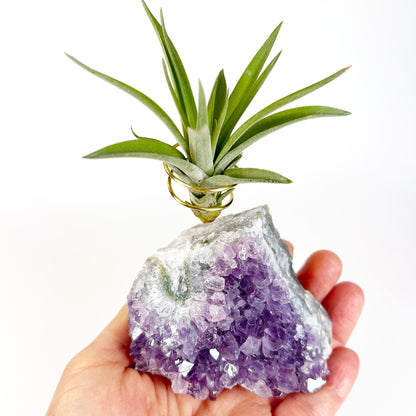 One-of-a-Kind Purple Amethyst Crystal Tillandsia Air Plant Holder - Zen Garden Desk Decor