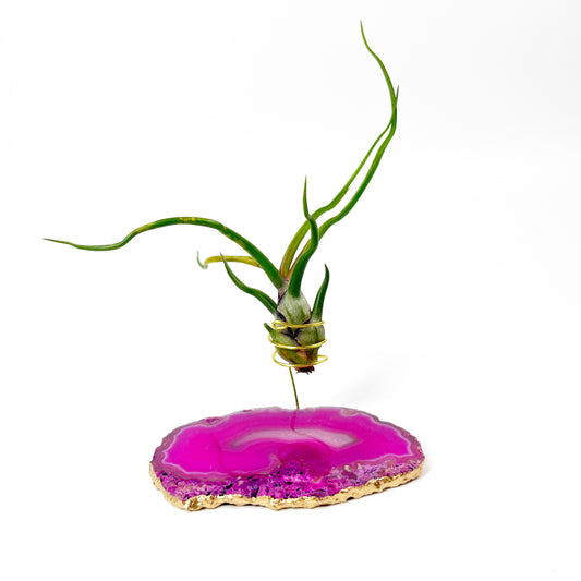 Small Pink Agate Crystal Air Plant Holder with Tillandsia Bolbosa