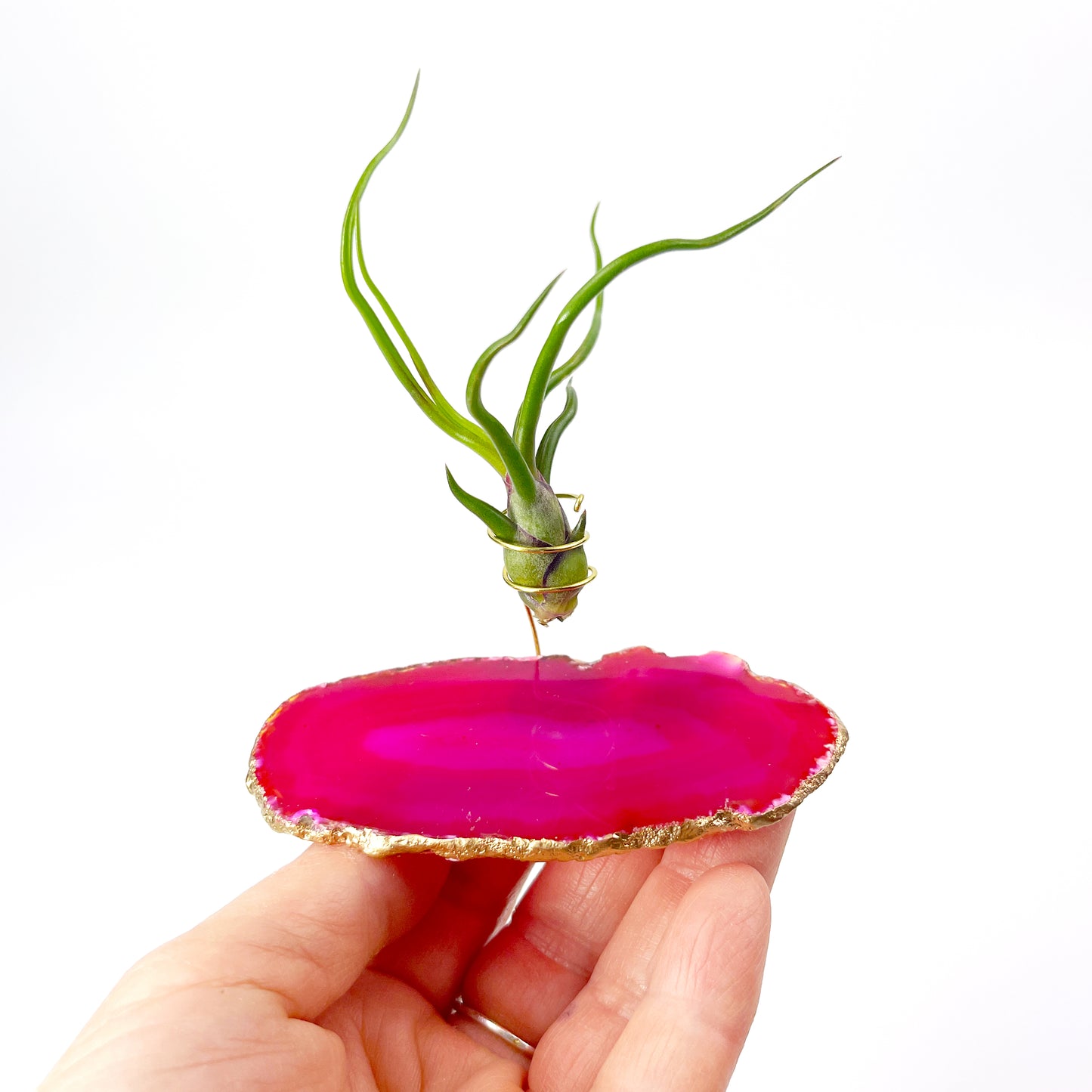 Small Pink Agate Crystal Air Plant Holder with Tillandsia Bolbosa