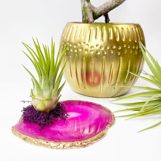 Pink Agate Crystal Air Plant Holder with Purple Moss Detail