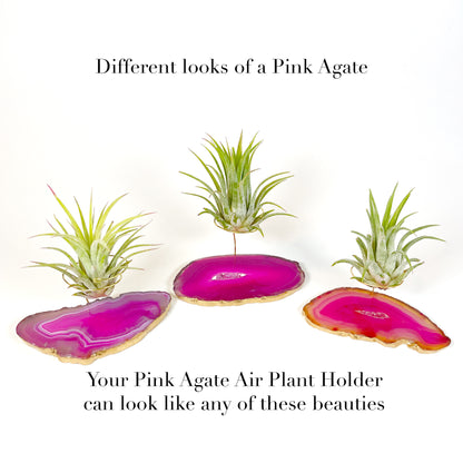 Pink Agate Slice Crystal Air Plant Holder - Tillandsia Ionantha Guatemala Plant and Gift Box Included