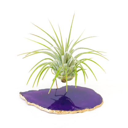 Purple Agate Crystal Air Plant Holder