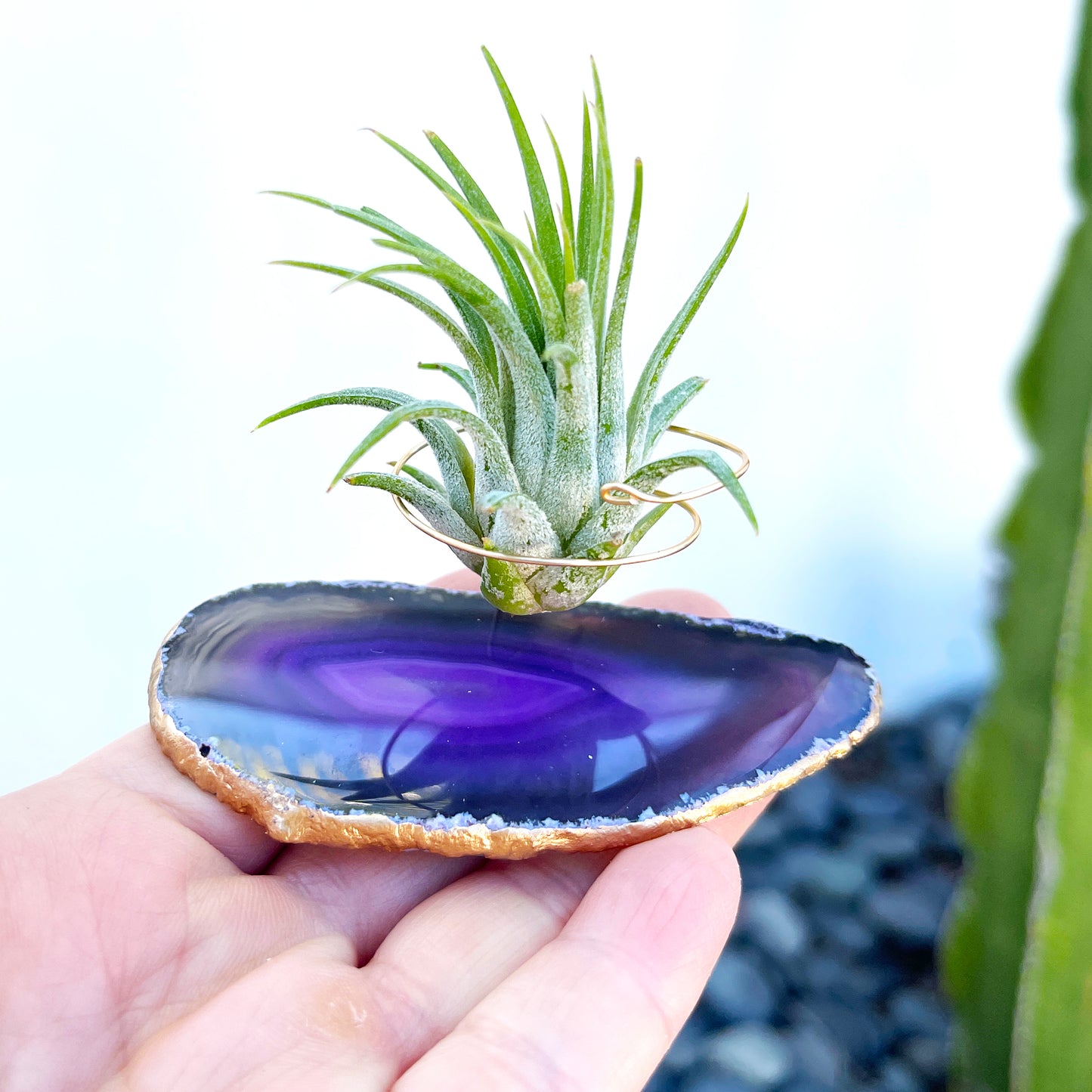 Purple Agate Slice Crystal Air Plant Holder - Tillandsia Ionantha Guatemala Plant and Gift Box Included