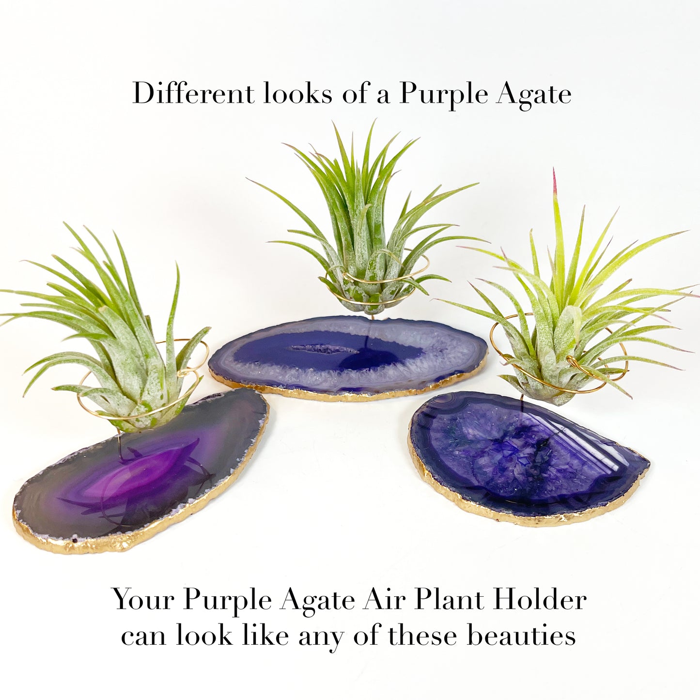 Purple Agate Slice Crystal Air Plant Holder - Tillandsia Ionantha Guatemala Plant and Gift Box Included