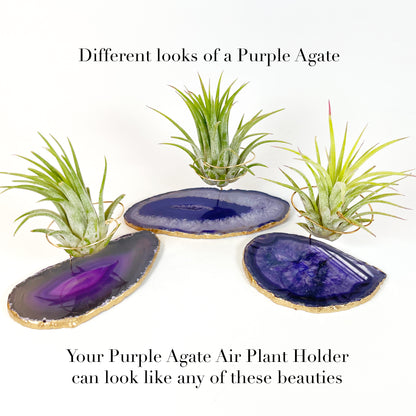 Purple Agate Slice Crystal Air Plant Holder - Tillandsia Ionantha Guatemala Plant and Gift Box Included