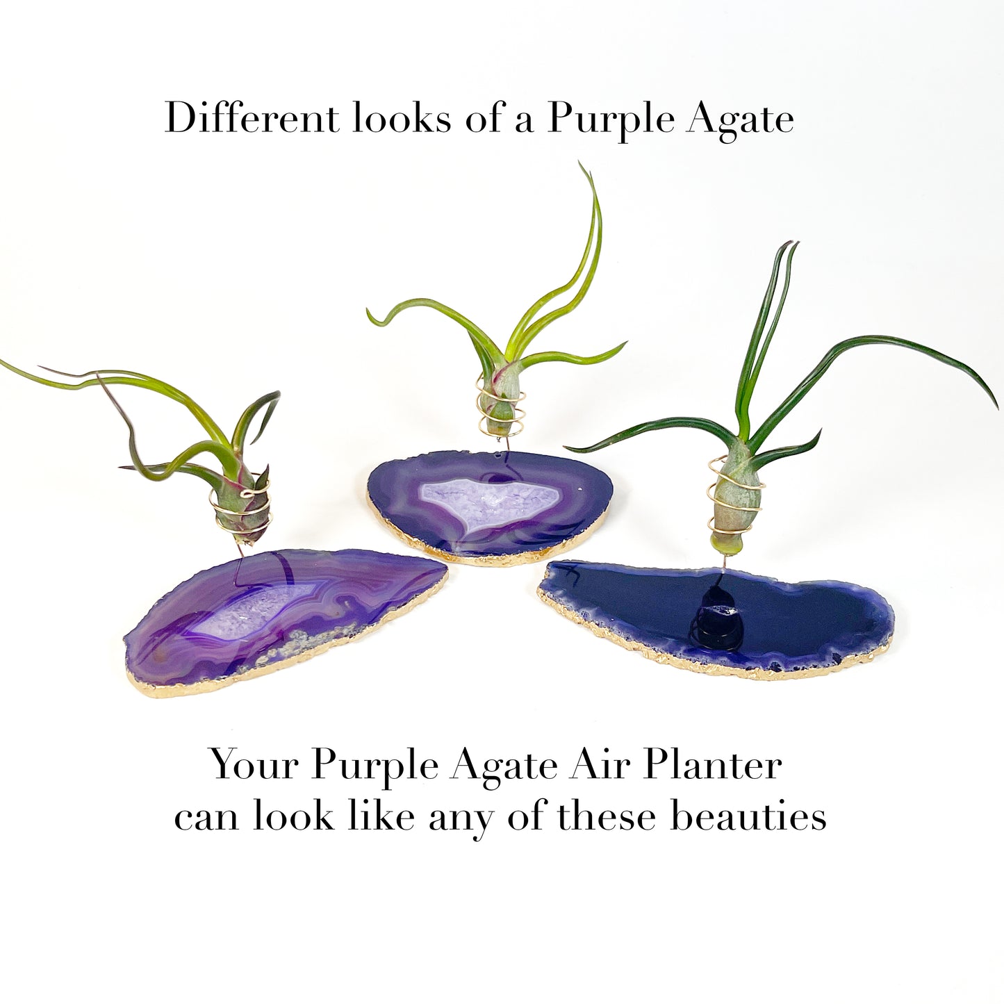 Purple Agate Slice Crystal Air Plant Holder - Tillandsia Bolbusa Plant and Gift Box Included