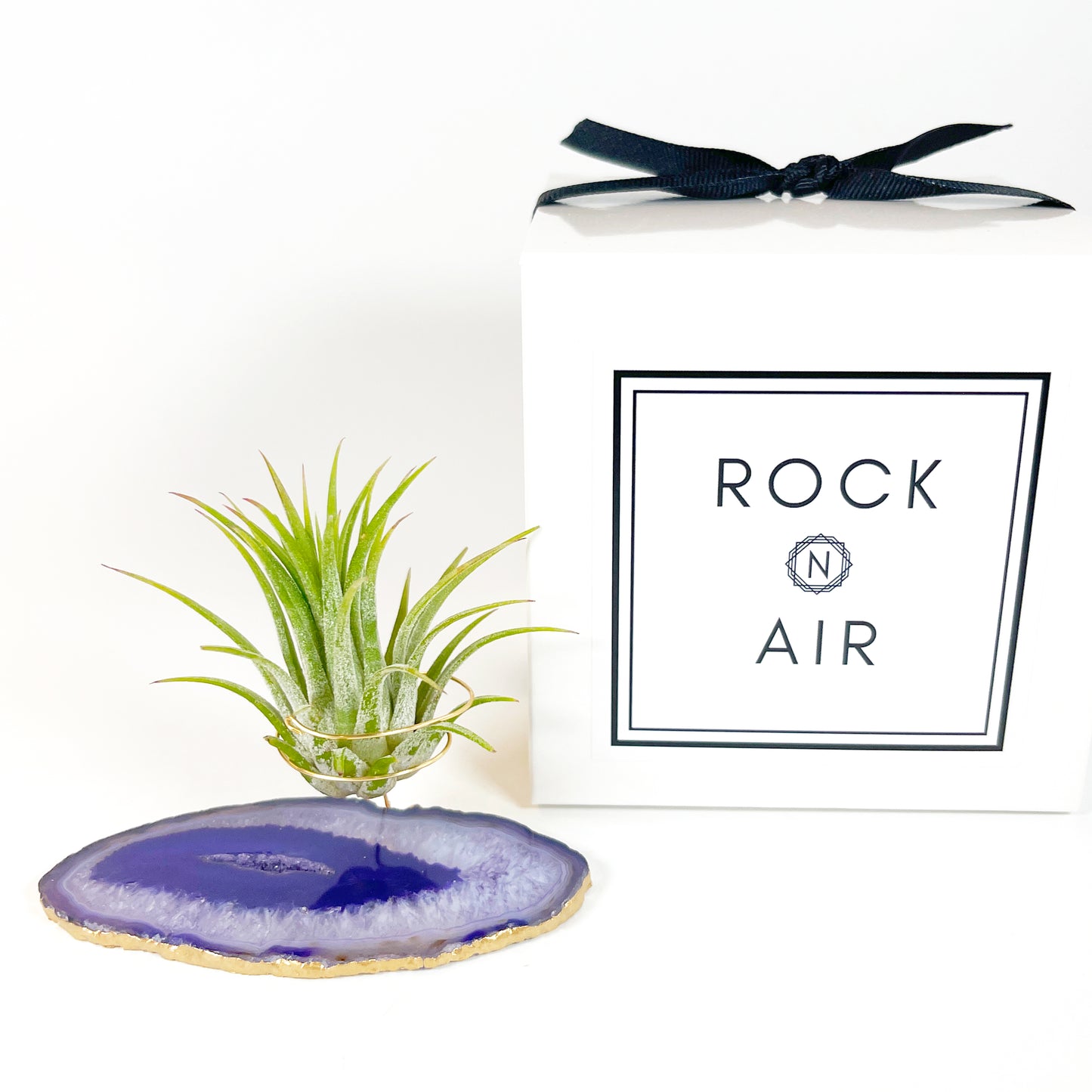 Purple Agate Slice Crystal Air Plant Holder - Tillandsia Ionantha Guatemala Plant and Gift Box Included