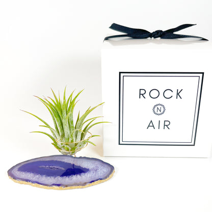 Purple Agate Slice Crystal Air Plant Holder - Tillandsia Ionantha Guatemala Plant and Gift Box Included