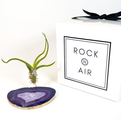 Purple Agate Slice Crystal Air Plant Holder - Tillandsia Bolbusa Plant and Gift Box Included