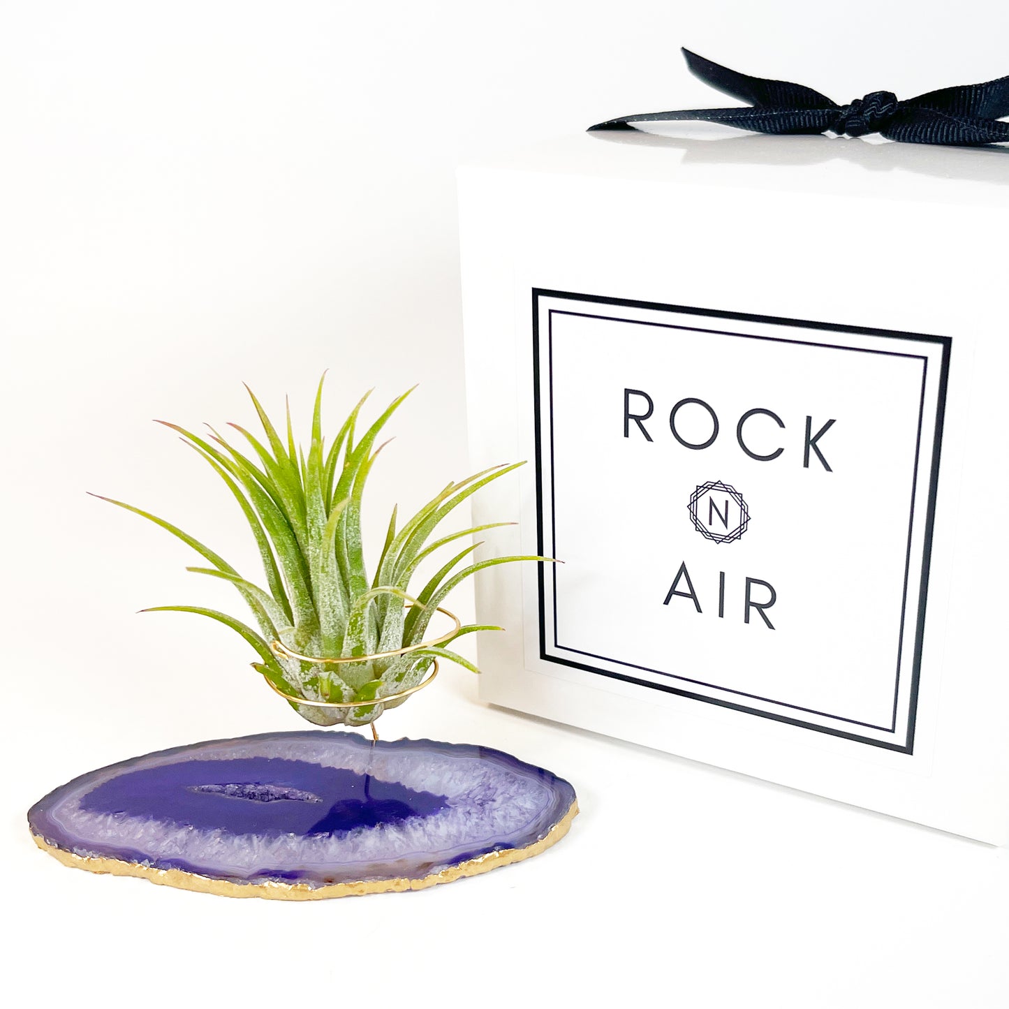Purple Agate Slice Crystal Air Plant Holder - Tillandsia Ionantha Guatemala Plant and Gift Box Included