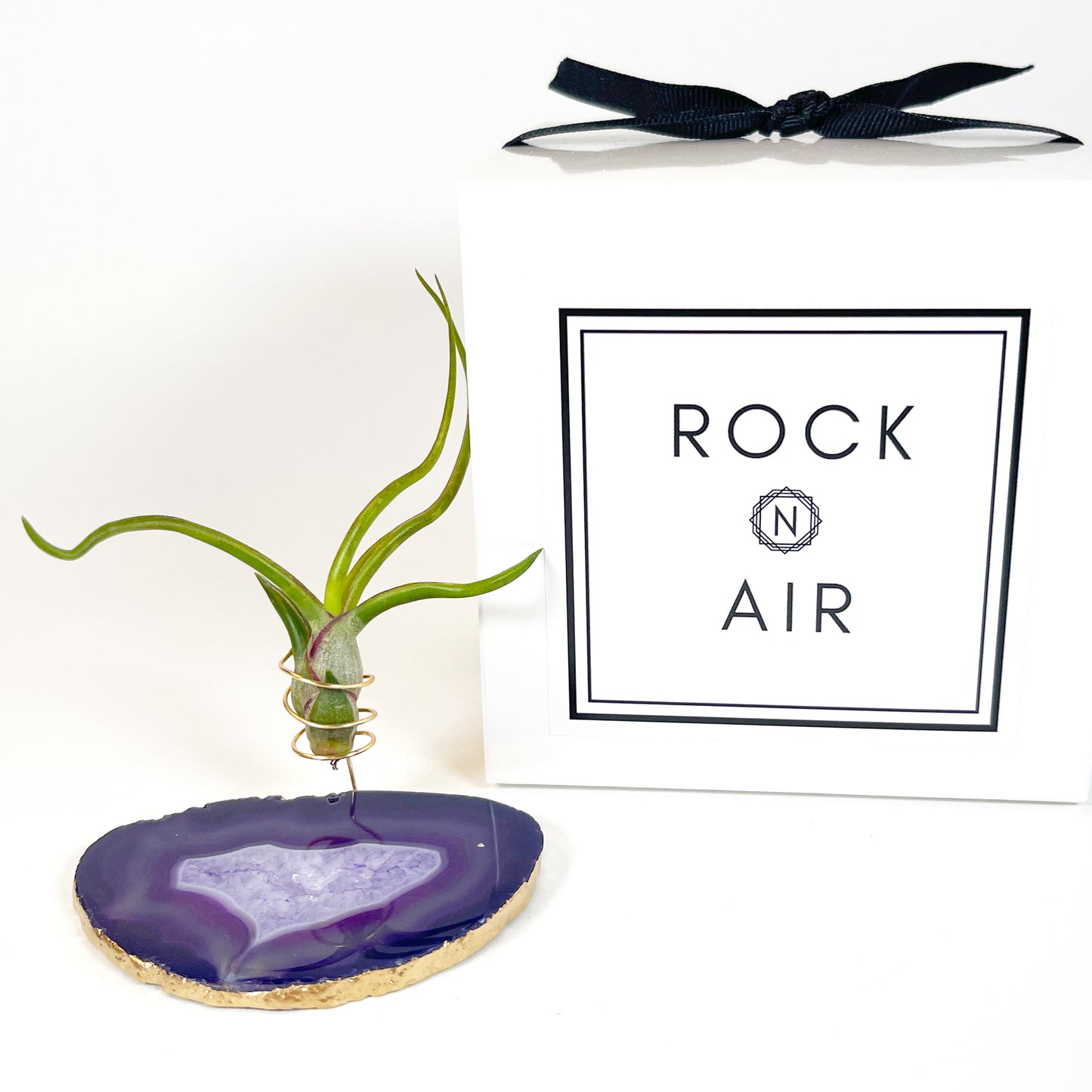 Purple Agate Slice Crystal Air Plant Holder - Tillandsia Bolbusa Plant and Gift Box Included