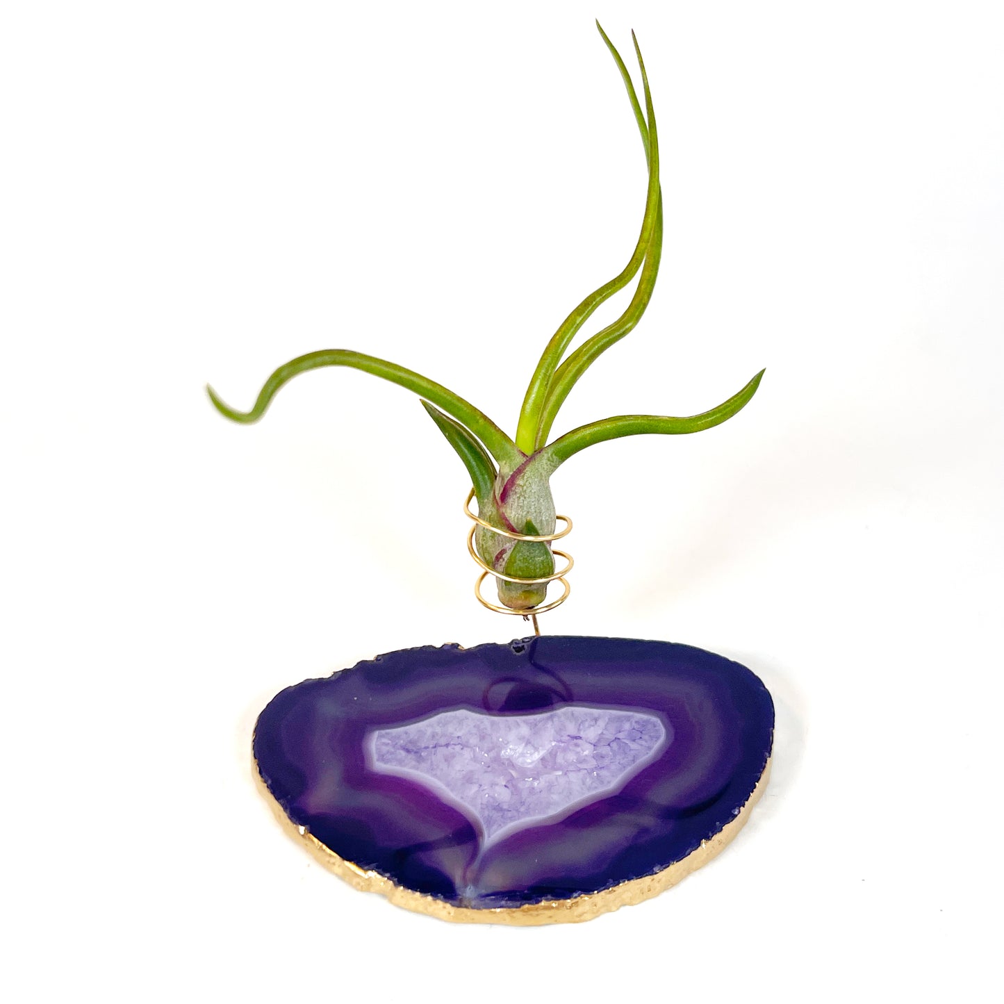 Purple Agate Slice Crystal Air Plant Holder - Tillandsia Bolbusa Plant and Gift Box Included