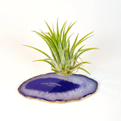 Purple Agate Slice Crystal Air Plant Holder - Tillandsia Ionantha Guatemala Plant and Gift Box Included