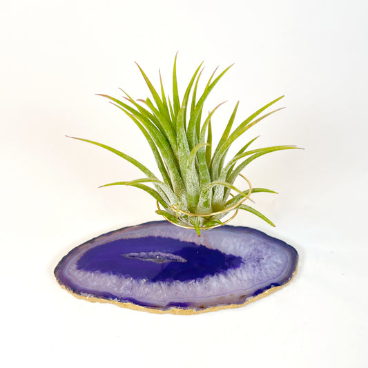 Purple Agate Slice Crystal Air Plant Holder - Tillandsia Ionantha Guatemala Plant and Gift Box Included