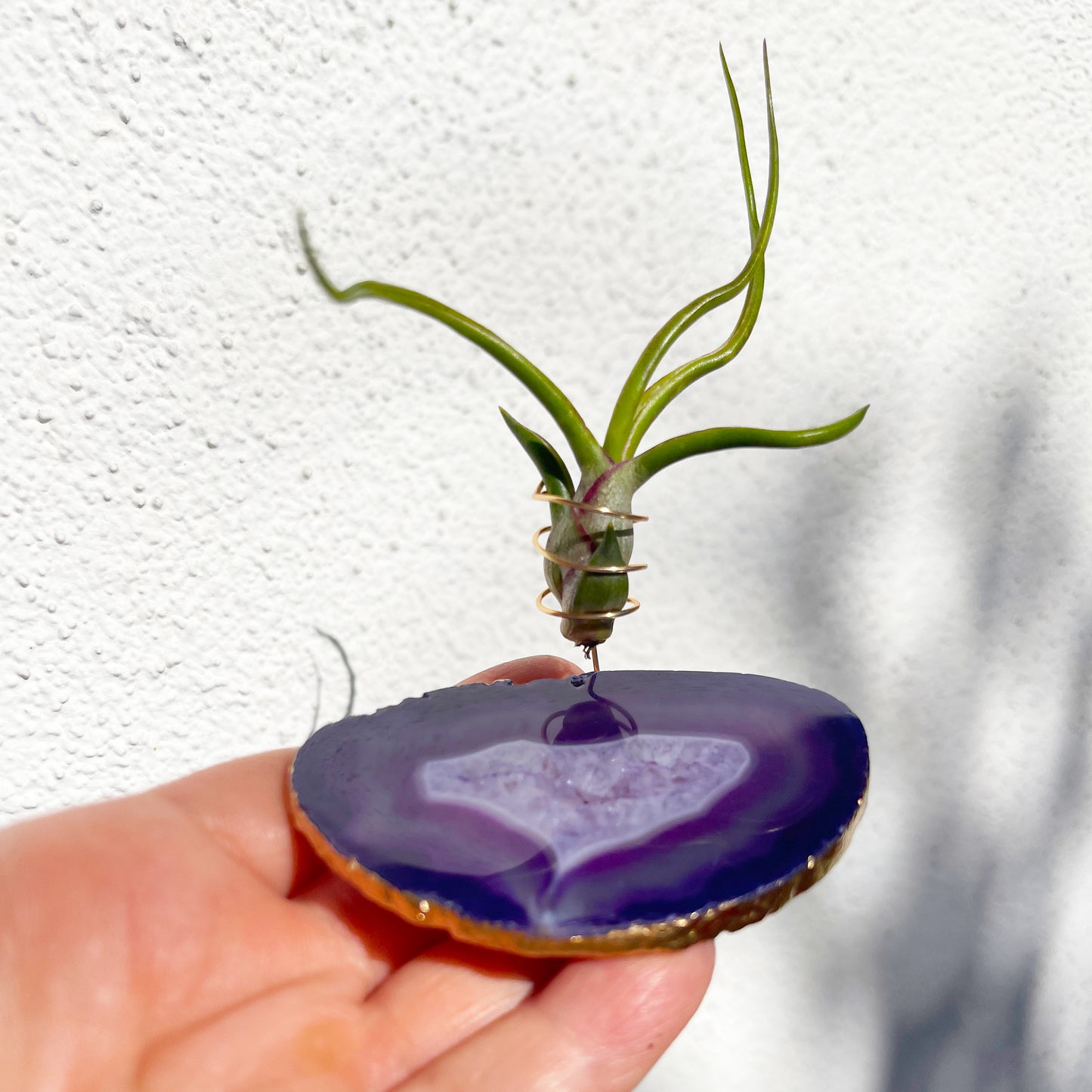 Purple Agate Slice Crystal Air Plant Holder - Tillandsia Bolbusa Plant and Gift Box Included