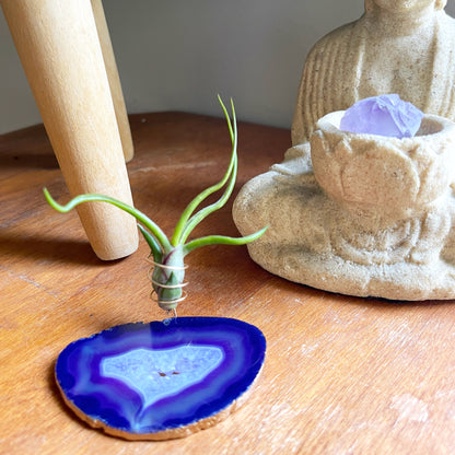 Purple Agate Slice Crystal Air Plant Holder - Tillandsia Bolbusa Plant and Gift Box Included