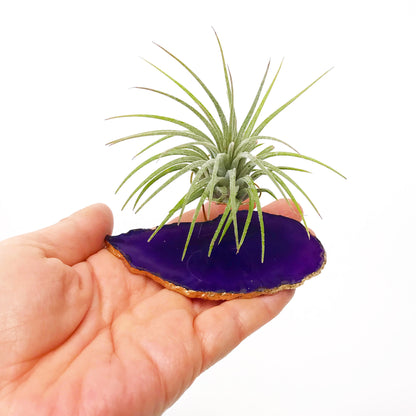 Purple Agate Crystal Air Plant Holder