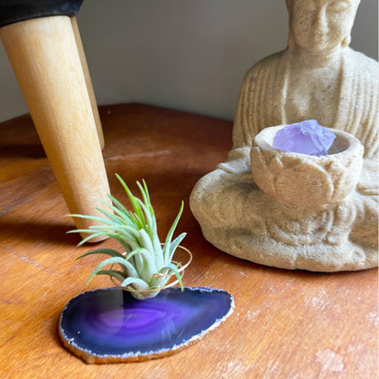 Purple Agate Slice Crystal Air Plant Holder - Tillandsia Ionantha Guatemala Plant and Gift Box Included