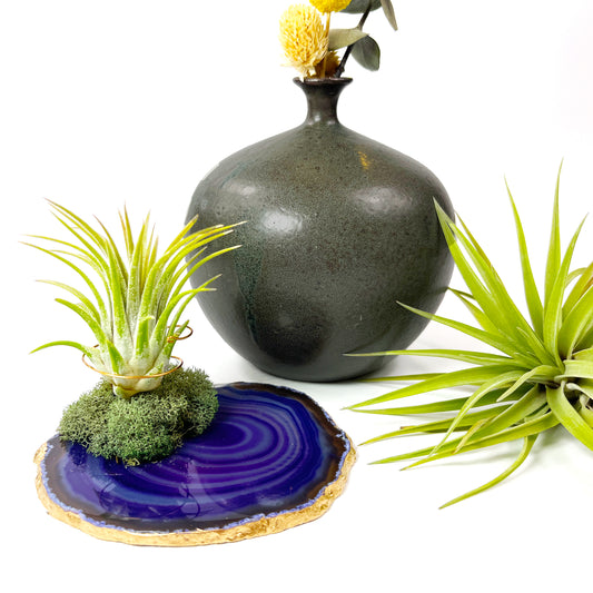 Purple Agate Crystal Air Plant Holder with Green Moss Detail