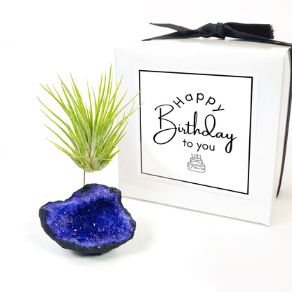 Purple Geode Air Plant Holder