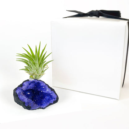 Purple Geode Air Plant Holder