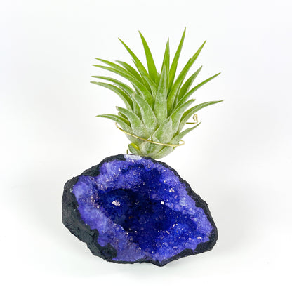 Purple Geode Air Plant Holder