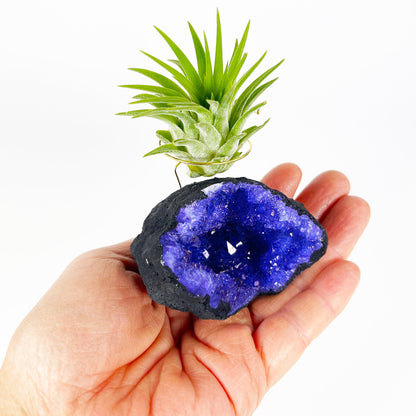 geode air plant holder Purple Geode Air Plant Holder