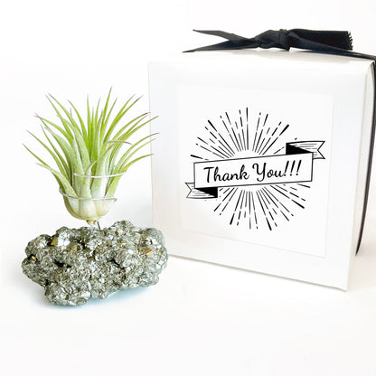 Thank You Gift - Small Pyrite Air Planter