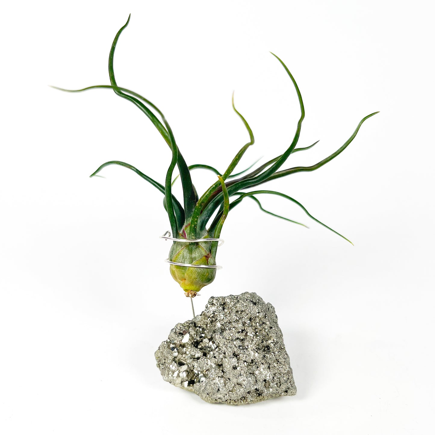 Sculptural Pyrite Air Plant Stand with Tillandsia, Gift Box, Plant Care Guide & Crystal Meaning Card
